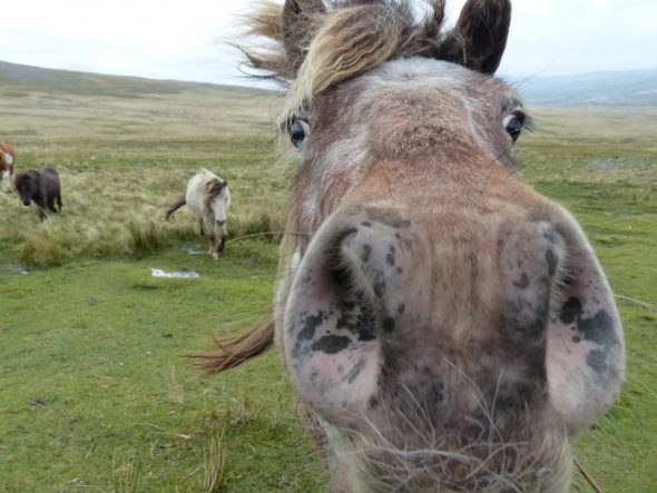 Wales, Black Mountain, neugierige Pferde